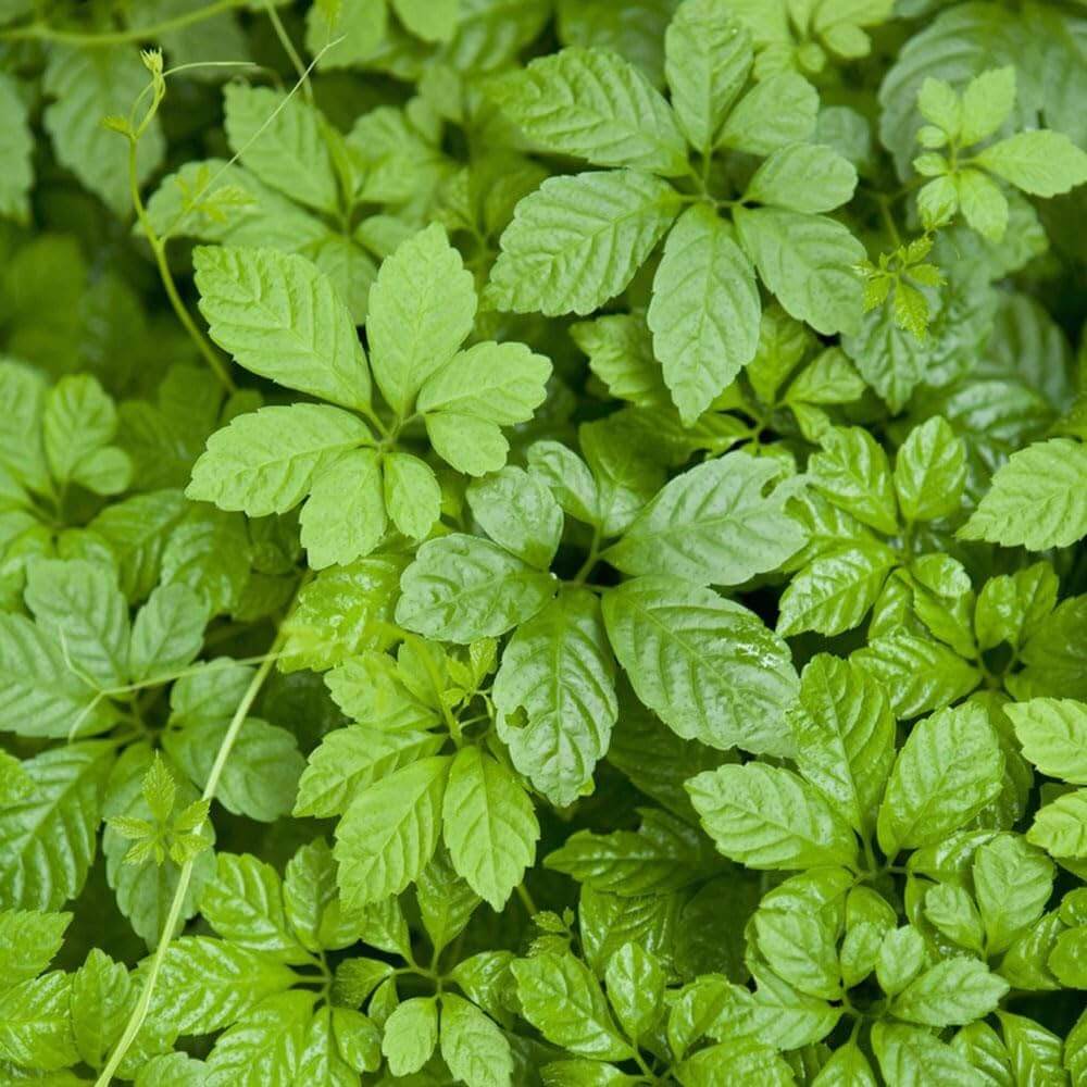 Gynostemma Pentaphyllum Seeds - Herbal Seeds