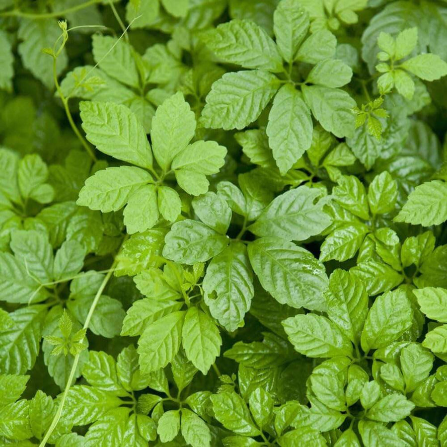 Gynostemma Pentaphyllum Seeds - Herbal Seeds