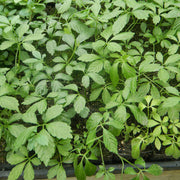 Gynostemma Pentaphyllum Seeds - Herbal Seeds