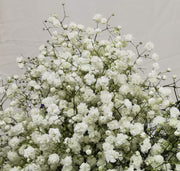 Paniculata Gypsophila Seeds
