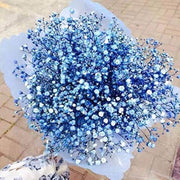 Blue Gypsophila Seeds