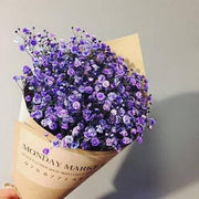 Dark Purple Gypsophila Seeds
