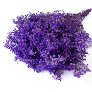Dark Purple Gypsophila Seeds