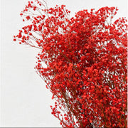 Deep Carmine Gypsophila Seeds