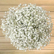 Gypsy Compact White Gypsophila Seeds
