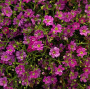 Gypsy Deep Rose Gypsophila Seeds