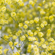 Light Yellow Gypsophila Seeds