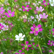 Mixed Colors Gypsophila Seeds