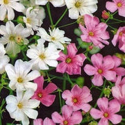 Mixed Colors Gypsophila Seeds