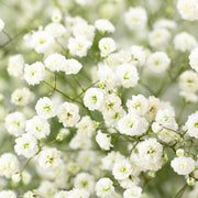 Paniculata Gypsophila Seeds