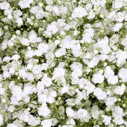 Paniculata Gypsophila Seeds