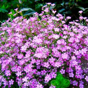Pink Gypsophila Seeds