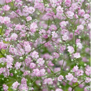 Rose Pink Paniculata Gypsophila Seeds