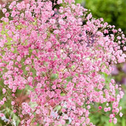 Rose Pink Paniculata Gypsophila Seeds