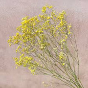 Light Yellow Gypsophila Seeds