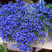 Blue Gypsophila Seeds
