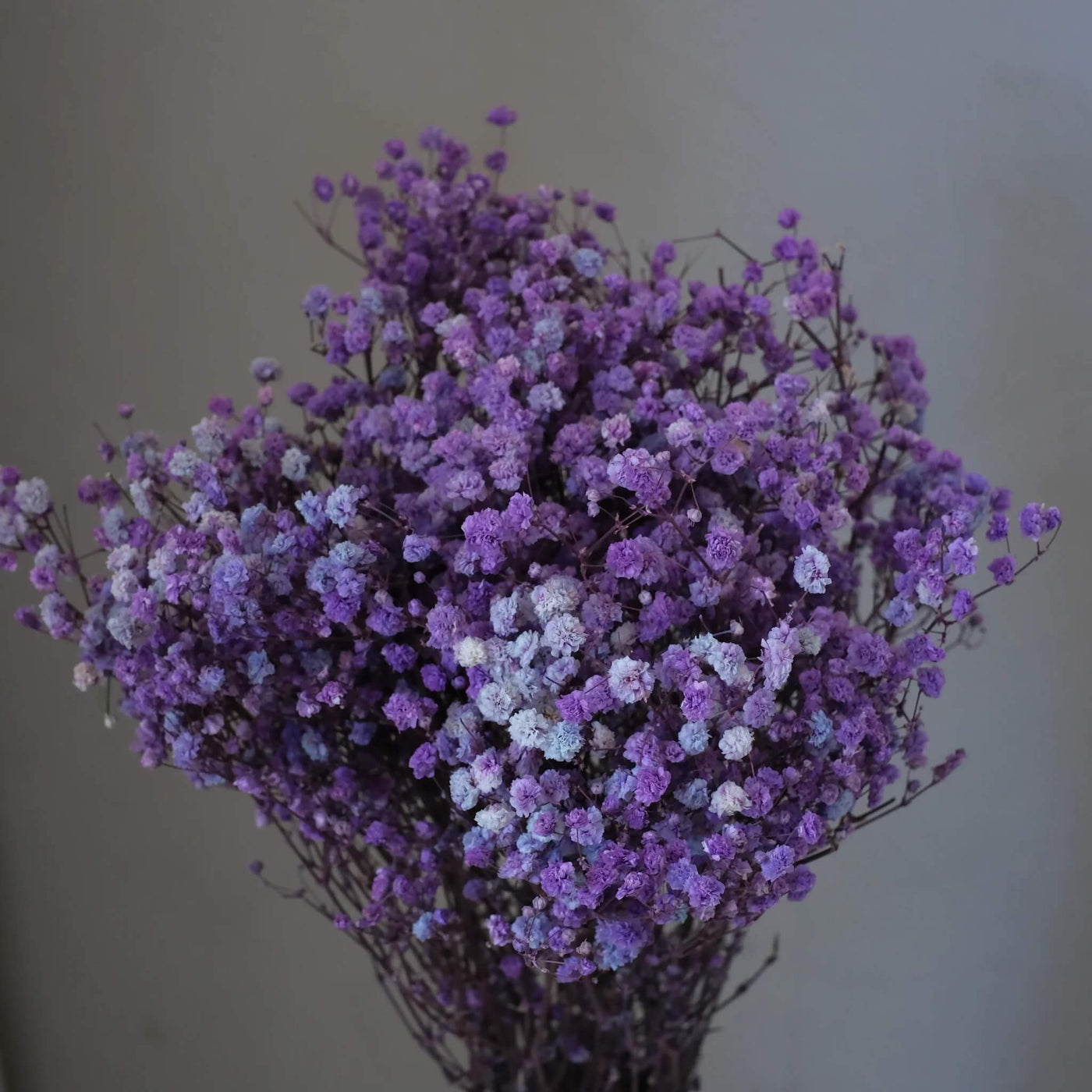 Dark Purple Gypsophila Seeds