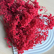 Dark Red Gypsophila Seeds