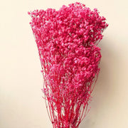 Dark Red Gypsophila Seeds