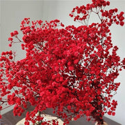 Deep Carmine Gypsophila Seeds