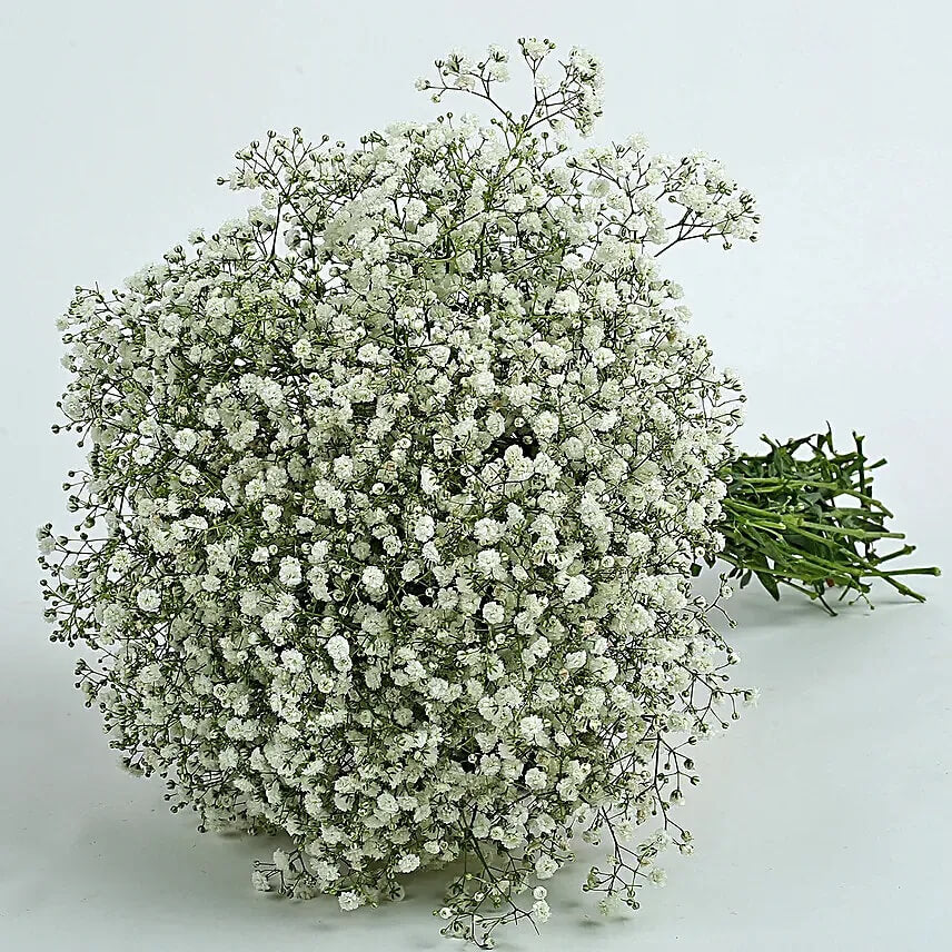 Green Gypsophila Seeds