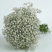 Green Gypsophila Seeds