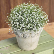Green Gypsophila Seeds