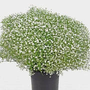 Green Gypsophila Seeds