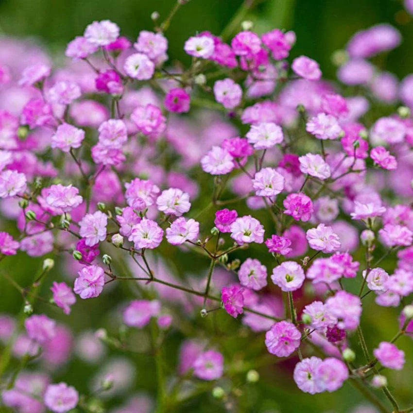 Gypsophila Seeds – Gypsophila elegans