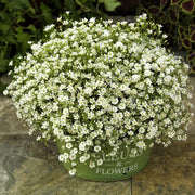 Gypsy Compact White Gypsophila Seeds