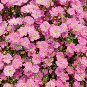 Gypsy Deep Rose Gypsophila Seeds