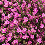 Gypsy Deep Rose Gypsophila Seeds