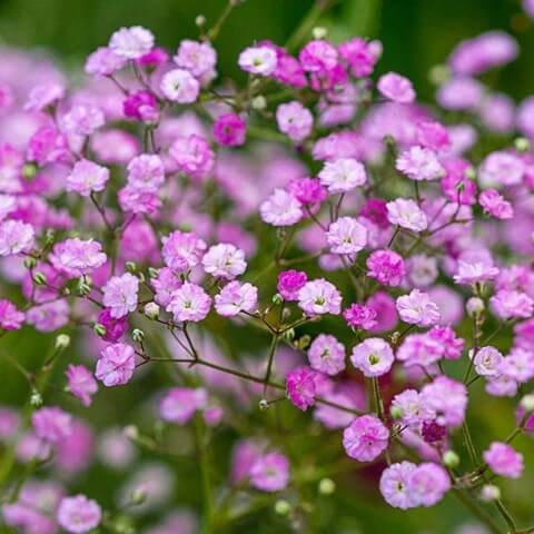 Mixed Colors Gypsophila Seeds