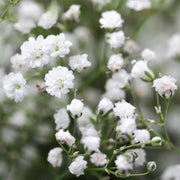 Paniculata Gypsophila Seeds