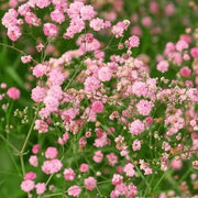 Pink Gypsophila Seeds