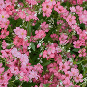 Pink Gypsophila Seeds