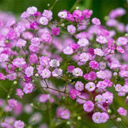 Rose Pink Paniculata Gypsophila Seeds