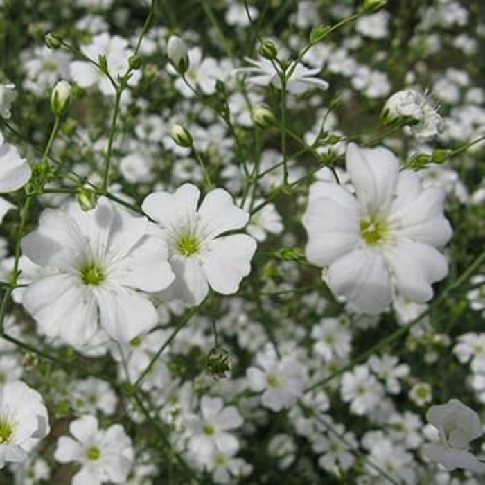 Snowflake White Gypsophila Seeds