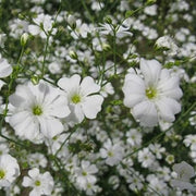 Snowflake White Gypsophila Seeds