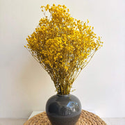Yellow Gypsophila Seeds