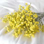 Yellow Gypsophila Seeds