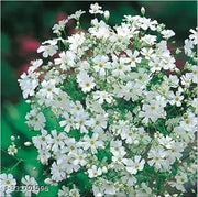 Snowflake White Gypsophila Seeds