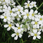 Snowflake White Gypsophila Seeds