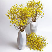 Yellow Gypsophila Seeds