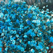 light Blue Gypsophila Seeds