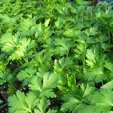 Giant Italian Flat Leaf Parsley Seeds, Herbal