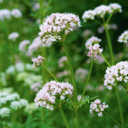 Heliotrope Valerian Seeds, Herbal