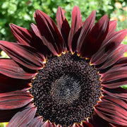 Chocolate Sunflower Seeds