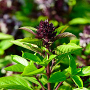 Siam Queen Thai Basil Seeds, Herbal