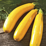 Gold Zucchini Seeds